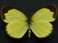 Eurema smilax smilax - Adult